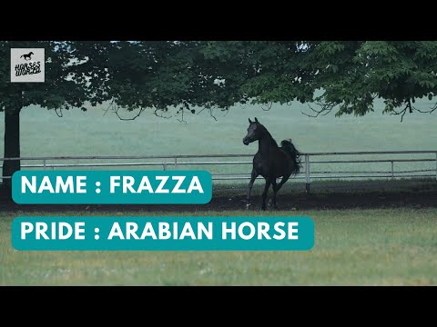 Arabian Horse FRAZZA - Vitorio x Foggia