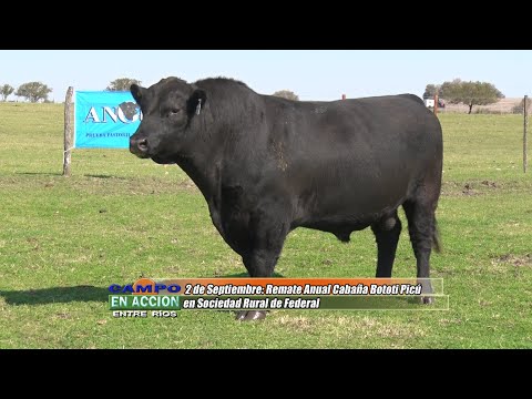 6to Remate Anual Cabaña Bototi Picú - Diego Barcia