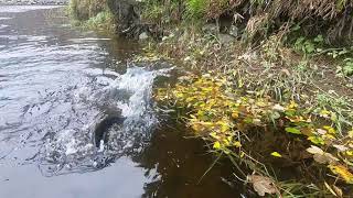 Salmon fishing at Cardrona on the river Tweed 11th October 2021