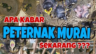 Download lagu How to Breed Murai Batu for Beginners, Price of Murai Batu, What is the Fate of the Breeders Now? mp3 Download lagu How to Breed Murai Batu for Beginners, Price of Murai Batu, What is the Fate of the Breeders Now? mp3