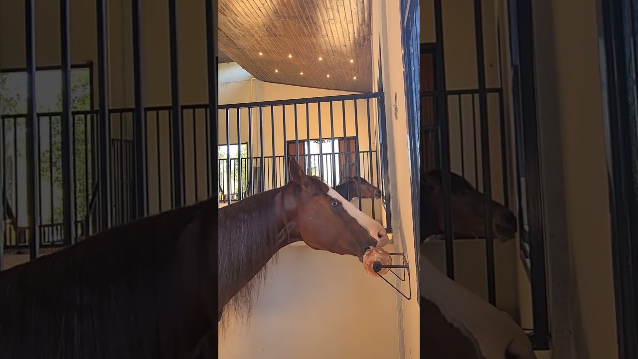 Sal Rosa do Himalaia para Cavalos | AM Ferramentas