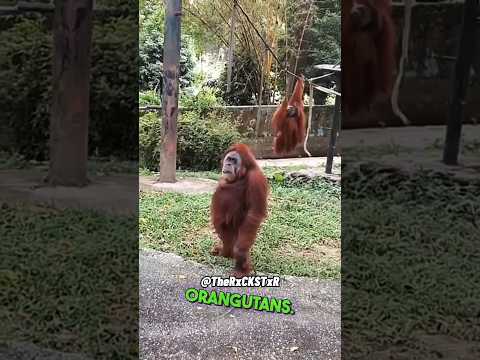 We Don’t Perform for Free! - RxCKSTxR Comedy Voiceover