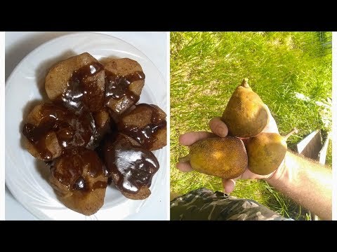 download lagu mp3 mp4 Florida Sand Pear Recipes, download lagu Florida Sand Pear Recipes gratis, unduh video klip Florida Sand Pear Recipes