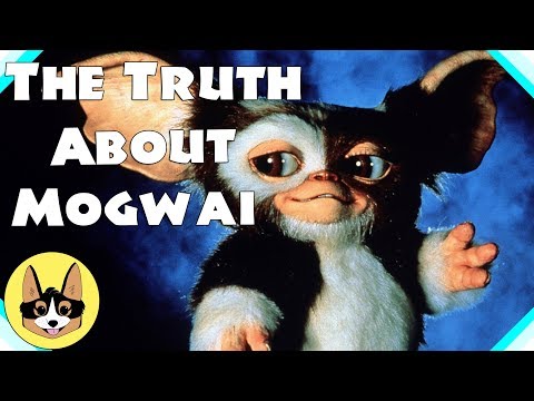Gizmo's Backstory/Past Life AS A HUMAN!  |  Gremlins Movie Analysis