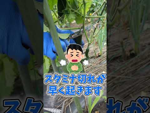 なぜキュウリを登らせるのか