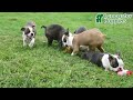 Boston Terrier dogs for sale: Mauve - Video 1
