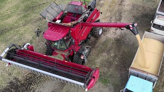 2020 Soybeans harvest case ih 7140 combine from japan
