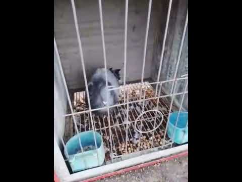 Los Ejemplares de la casa 🇨🇺: Palomas al Cajón #palomas #cajon #1million