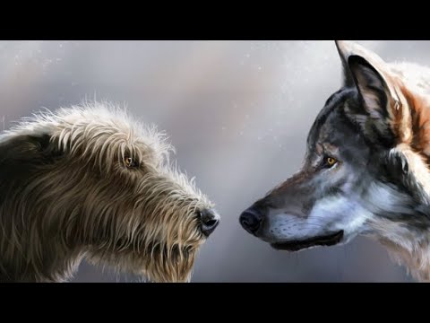 MIRZIYONOV KO’PPAKLARI #komilinsonbol #uzbekistan #mirziyoev #tashkent #komil #ozodliksurishtiruvi