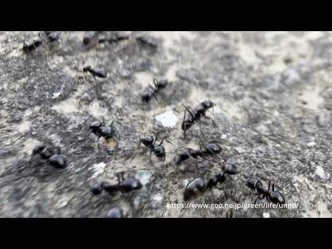 クサアリの行列