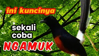 Download lagu Masteran murai batu 100% ampuh buat pancingan burung apapun bunyi agresif mp3