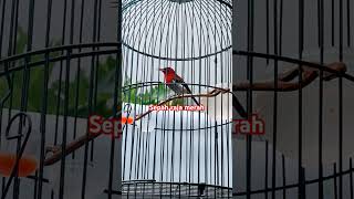 Download lagu Pancingan sepah raja ekor biru #kicaumania #kolibri #sepahraja #masteran #viral #fyp #fypγ·γ mp3 Download lagu Pancingan sepah raja ekor biru #kicaumania #kolibri #sepahraja #masteran #viral #fyp #fypγ·γ mp3