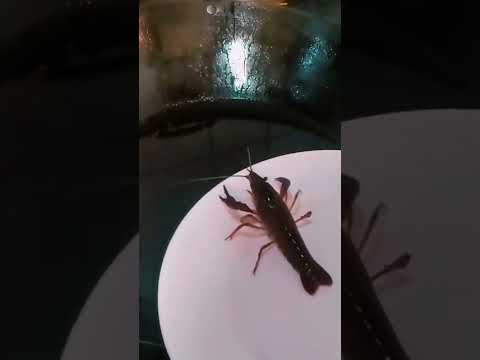 Crayfish fall into the oil pan