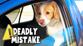 80% OF PET PARENTS MAKE THIS DEADLY MISTAKE ⚠️