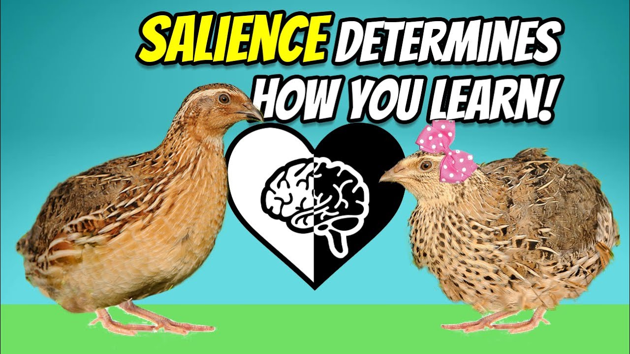What is Salience?