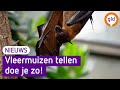 Gitte spoort vleermuizen op met haar bat detector | Omroep Gelderland