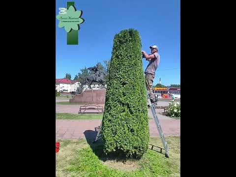 фото обрезка сада, стрижка туй. 0