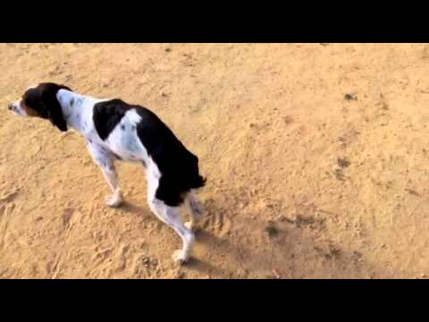 Dayra recuperándose- Perros de la Asociación Ladridos Vagabundos (Granada)