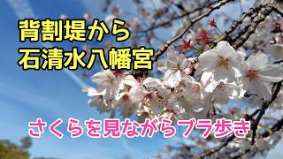 【お花見さんぽ】背割堤から石清水八幡宮