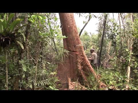 Det här behöver du veta om palmolja