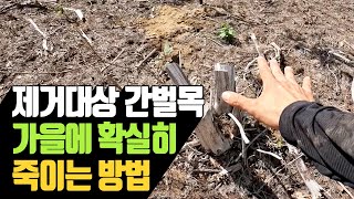 제거대상 간벌목 가을에 확실히 죽이는 방법 | 나무대장