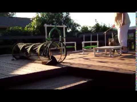 Tripper - The World's Largest Agility Cat