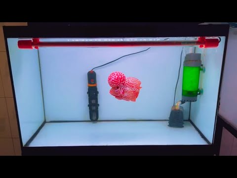 花罗汉鱼风水
