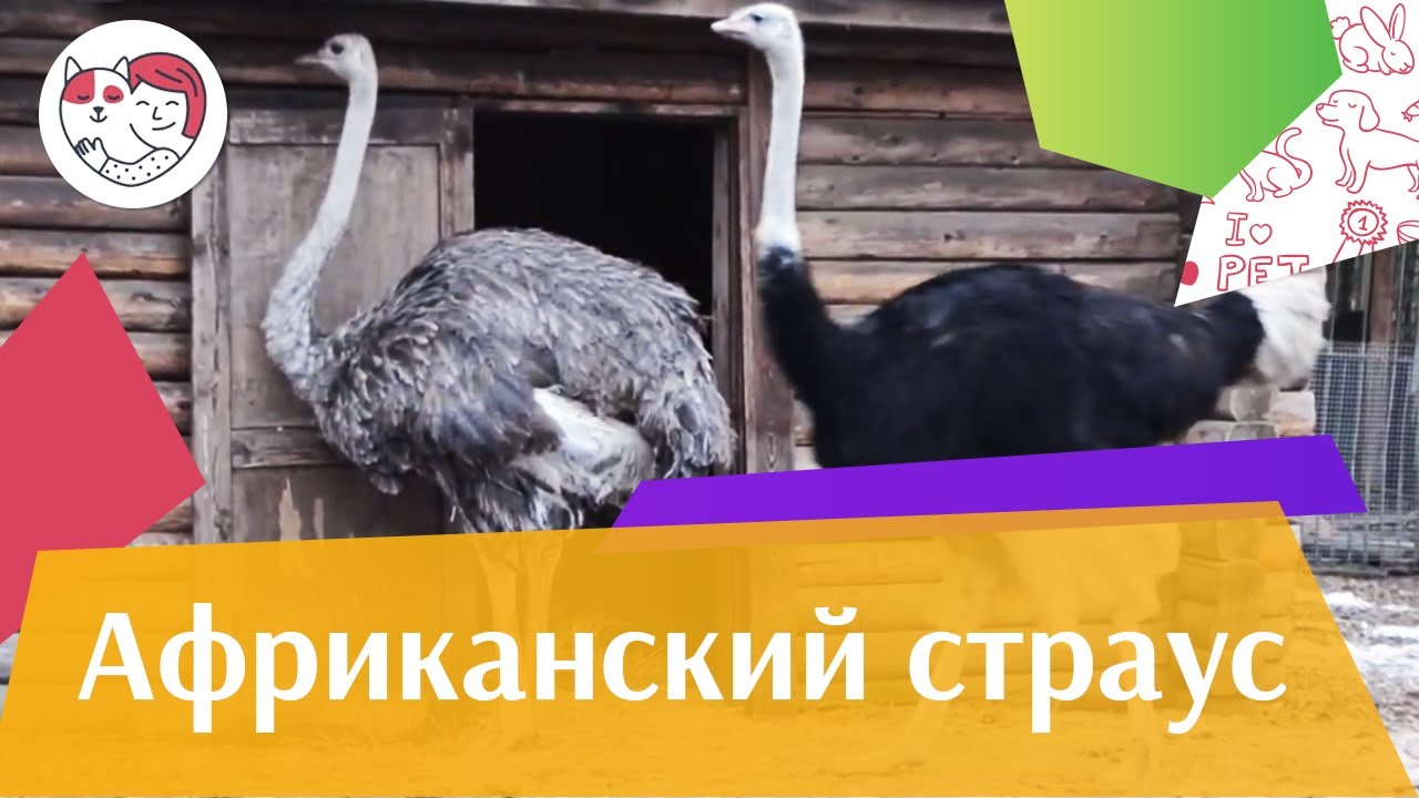 Африканский страус Гнездование на ilikepet