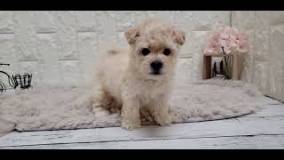 ハーフ犬の動画01