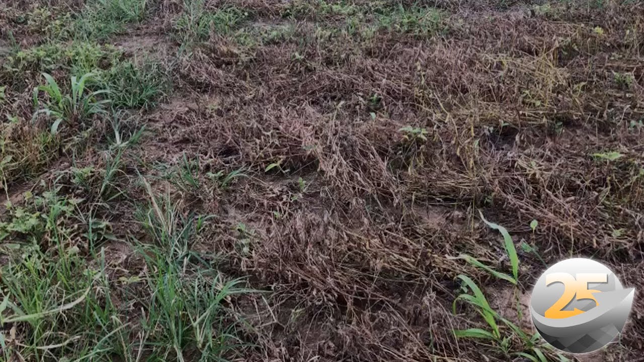 Sinop/MT colhe a soja com queda de produtividade e qualidade dos grãos após avarias e tombamento ...