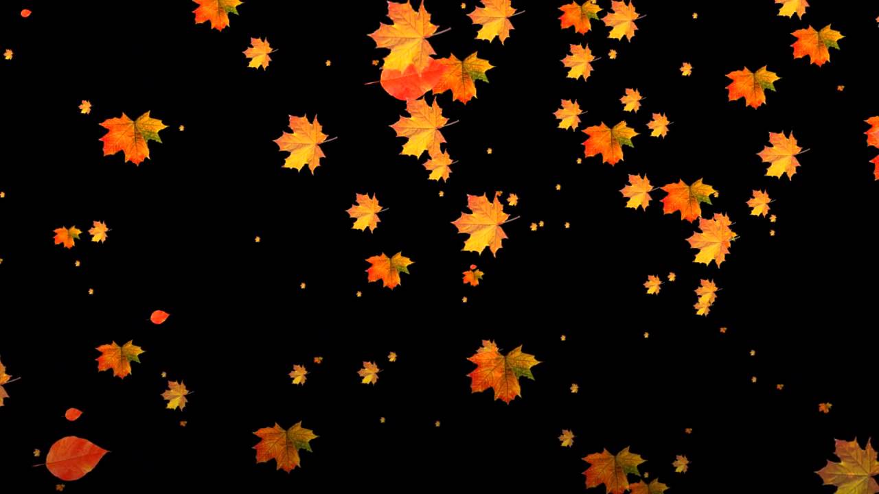 Листья фон. Листопад на черном фоне. Эффект падающие листья. Эффект падающие листья. Падающие листья.
