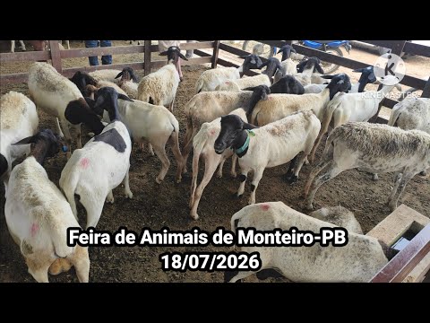 Feira de Animais de Monteiro-PB dia 18/07/2026