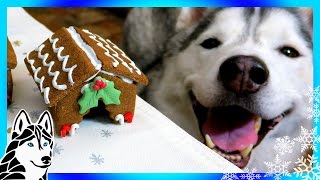 DIY GINGERBREAD DOG HOUSE for Christmas 🎄 | DIY Dog Treats | Snow Dogs Snacks 62