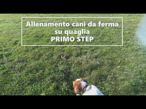 Allenamento cani da ferma. Cucciola Epagneul Breton. Primi incontri con le quaglie: PRIMO STEP