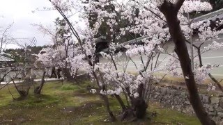 4k桜の京都 善峰山 仁和寺  Kyoto. Cherry blossoms. Garden of stone