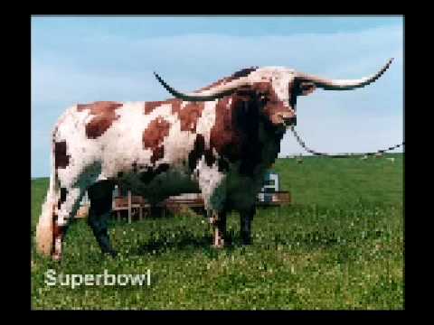 Super Bowl  - Texas Longhorn Bull