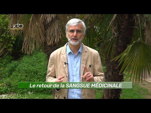 Le retour de la SANGSUE MEDICINALE