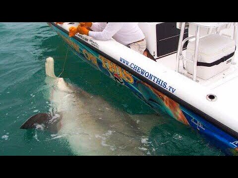 Fishing Awesome 1,000 Pound Hammerhead Shark Giant Fish - Florida Shark Catches - Chew On This