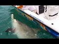 Awesome 1,000 Pound Hammerhead Shark Giant ...