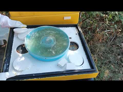 Ep. 19: Adaptare schema tratament varroa la clima 3.10.2021