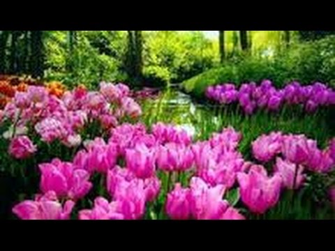 manele de aur Alin Pustanu  Gata ma intorc acasa