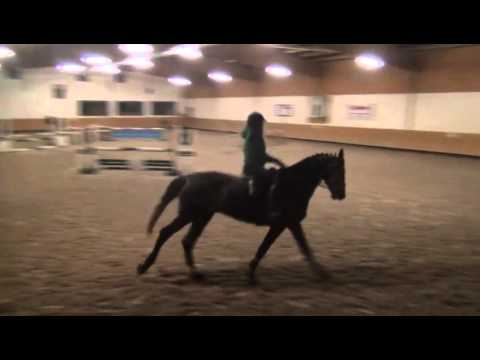 Sportpferde Matthias Keil - Clooney