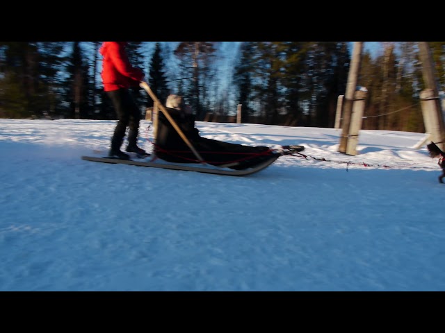 Dog sledding in Karelia