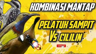 Download lagu MASTERAN SOGON‼️ KOMBINASI PELATUK SAMPIT VS CILILIN MANTAP #sogon #sogongacor #sogokontong mp3