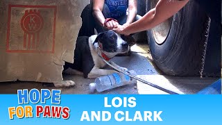 Saving Lois and Clark - two homeless Pit Bulls living in a truck yard - Please share.