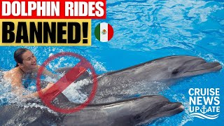 Dolphin Excursions Heavily Restricted In Mexico – What Cruise Guests Need to Know!