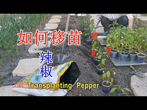 , title : '辣椒苗怎样移栽到地里 辣椒移苗温度以及需要注意的事项 How to transplant pepper seedlings'