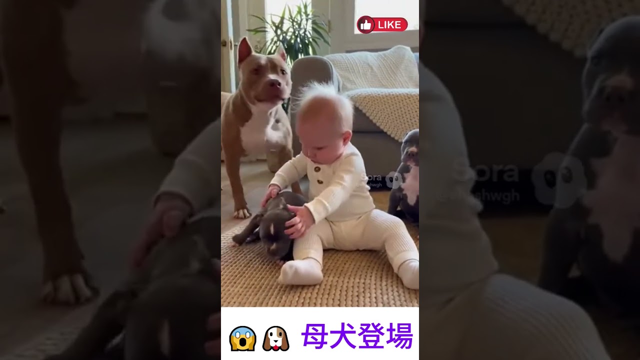 😱🐶 母犬登場 | The mother dog makes her appearance  #youtubeshorts #cute #baby #funny #pets