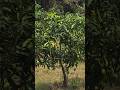 Amrapali Mango Orchard 10x10m In 1 Acre Agro Fruit Mango