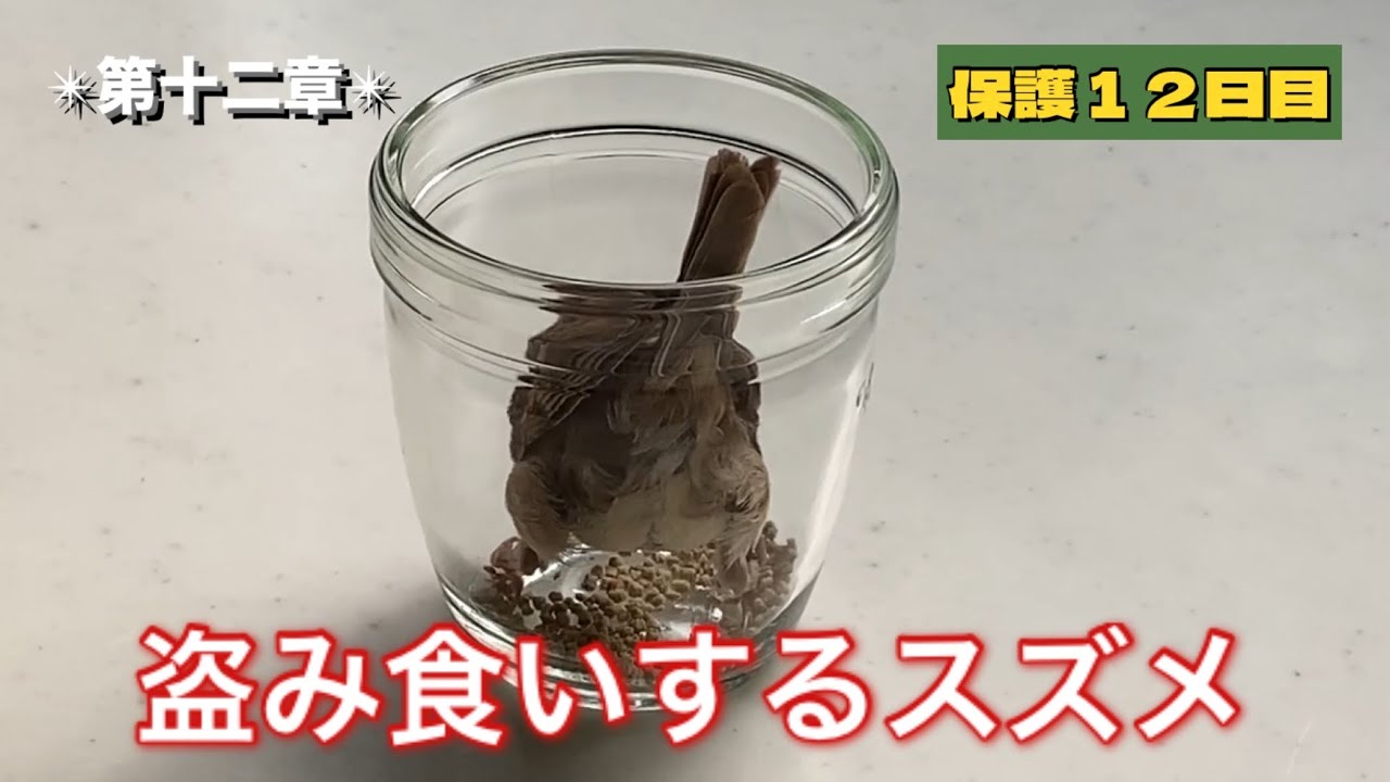 保護雀【13】盗み食いするスズメ＆お庭デビュー（2025年8月3日）